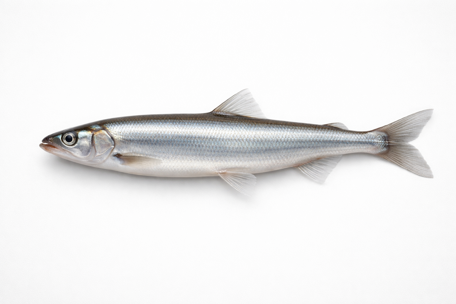 Свежая корюшка крупным планом